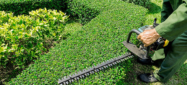 Garden Maintenance & Hedging