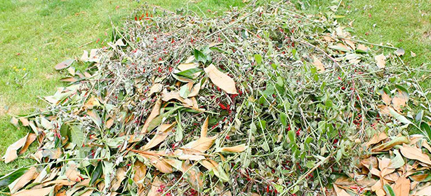 Green Waste Removal